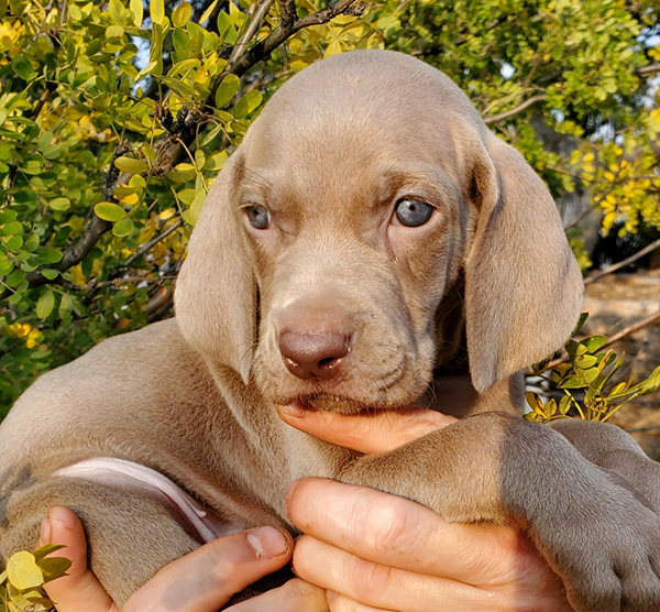 WEIMARANER AKC PUPPIES