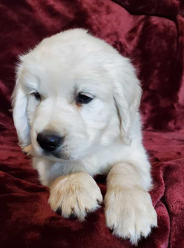 AKC ENGLISH CREAM GOLDEN RETRIEVER PUPPIES