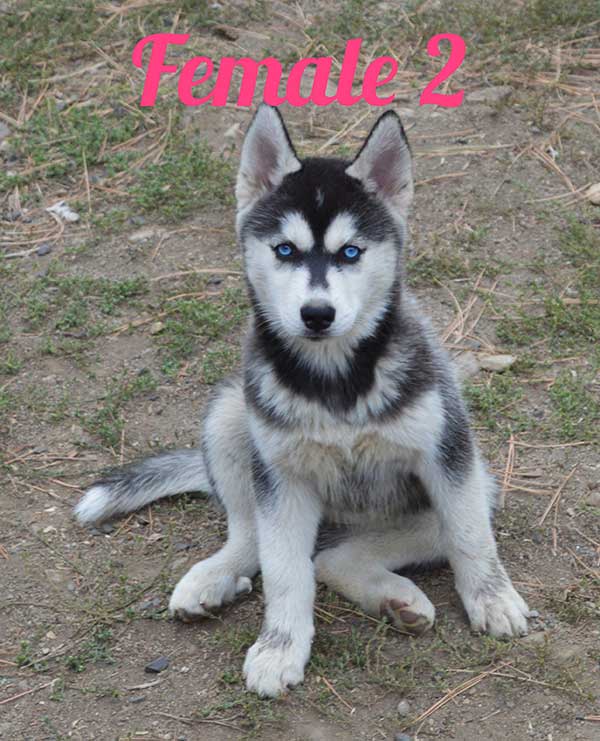FOUR BEAUTIFUL SIBERIAN HUSKY PUPPIES AVAILABLE