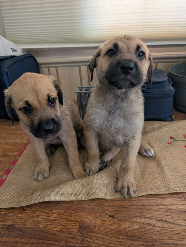 ANATOLIAN SHEPHERD/ LAB MIX PUPPIES