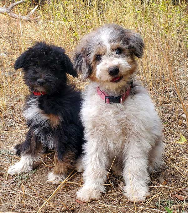 MINIATURE AUSSIEDOODLE PUPPIES