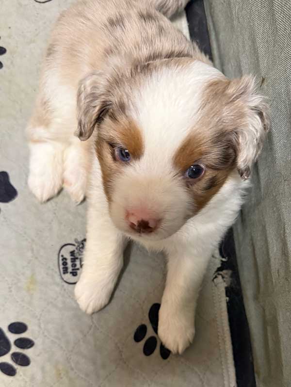AKC REG. MINIATURE AMERICAN SHEPHERDS
