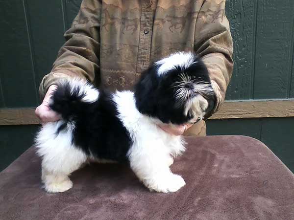 ADORABLE AKC SHIH TZU PUPPY, FEMALES