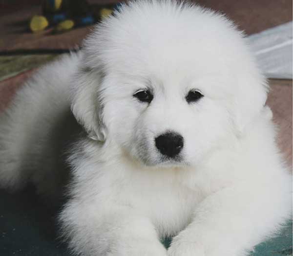 GREAT PYRENEES PUPPIES!