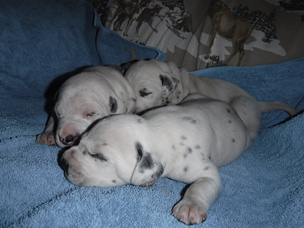 DALMATIAN PUPPIES 