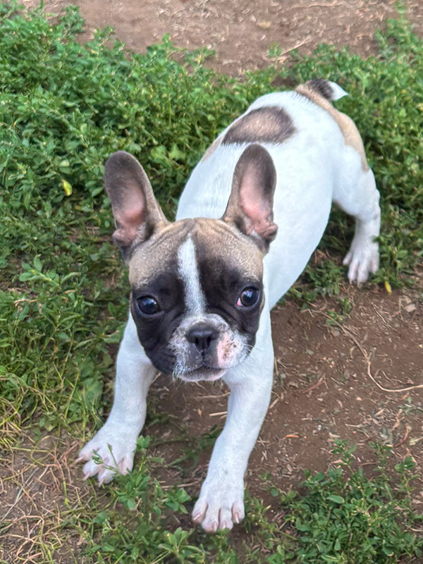 PUREBRED FRENCH BULLDOGS