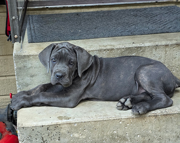 PUREBRED CANE CORSO PUPPIES