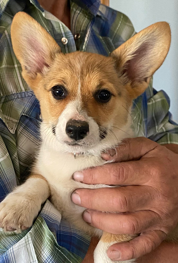AKC CORGI PUPPIES
