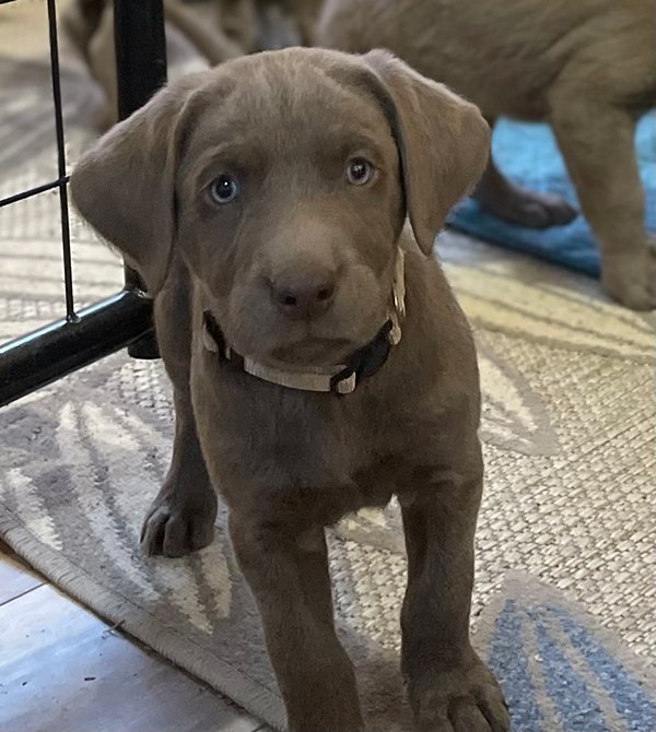 PUREBRED SILVER LAB PUPPIES