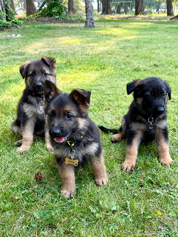 PUPPIES LOOKING FOR NEW HOMES