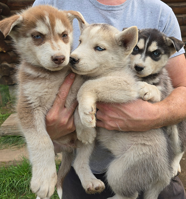 PUREBRED HUSKY PUPPIES 8 WEEKS OLD.