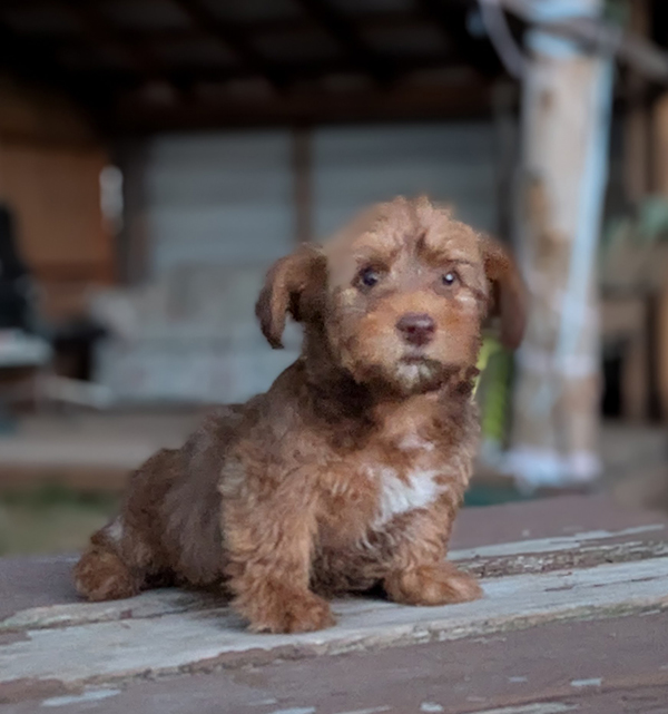 BEAUTIFUL YORKIE MIX MALE PUPPY