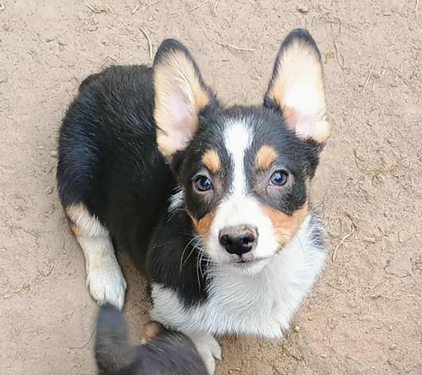 AKC PEMBROKE WELSH CORGIS