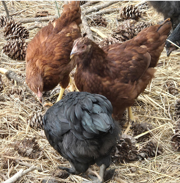 (9) MAJESTIC MAJESTY HYBRID BLACK COPPER MARANS