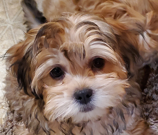 LOOKING FOR GOOD FAMILIES FOR FLUFFY LITTLE TEDDY BEARS