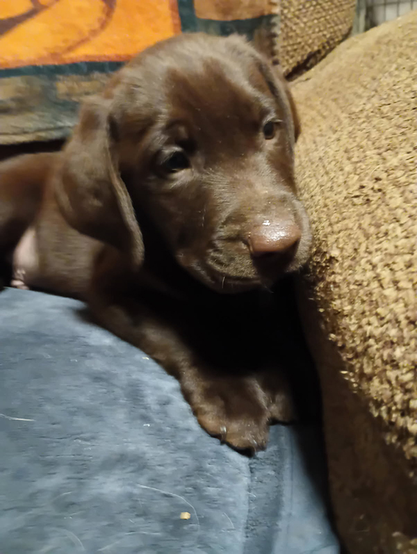 AKC CHOCOLATE LAB MALE PUPPY