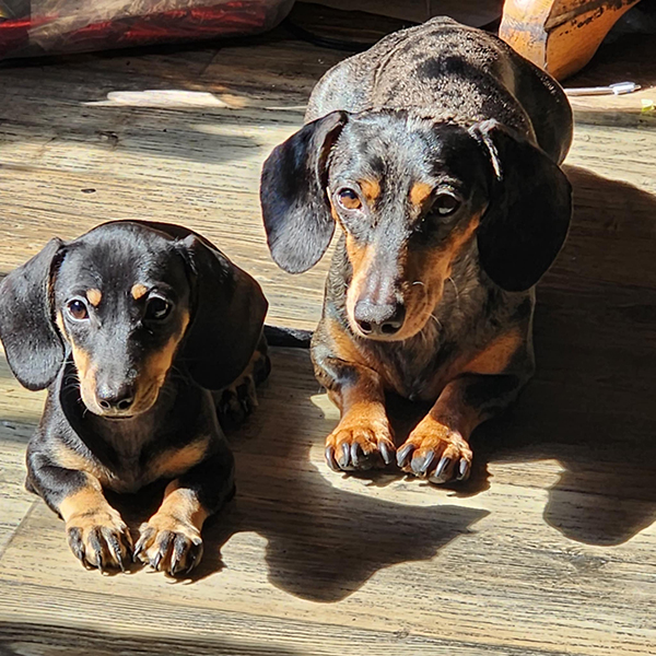 FEMALE DACHSHUND 