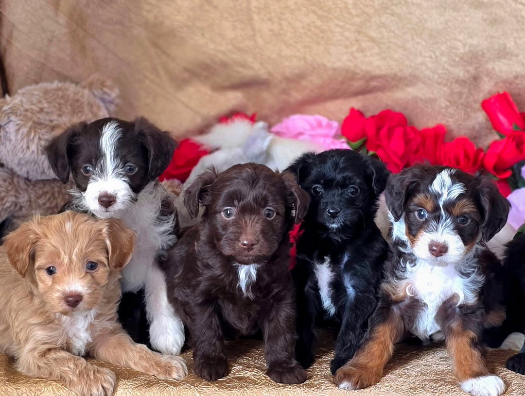AUSTRALIAN YORKIEPOO PUPPIES