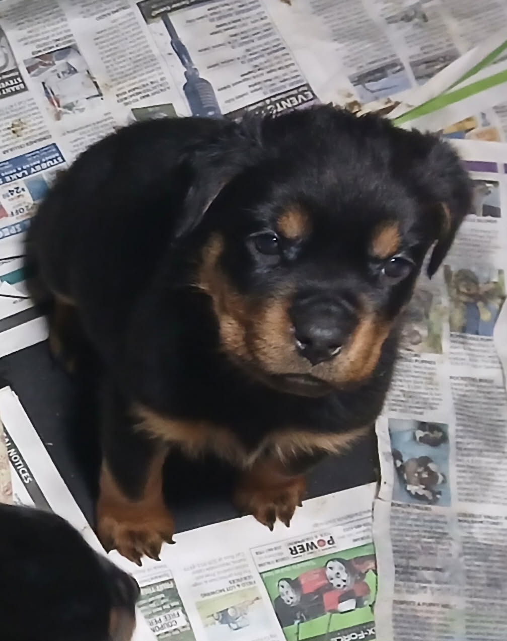 AUSTRALIAN YORKIEPOO PUPPIES