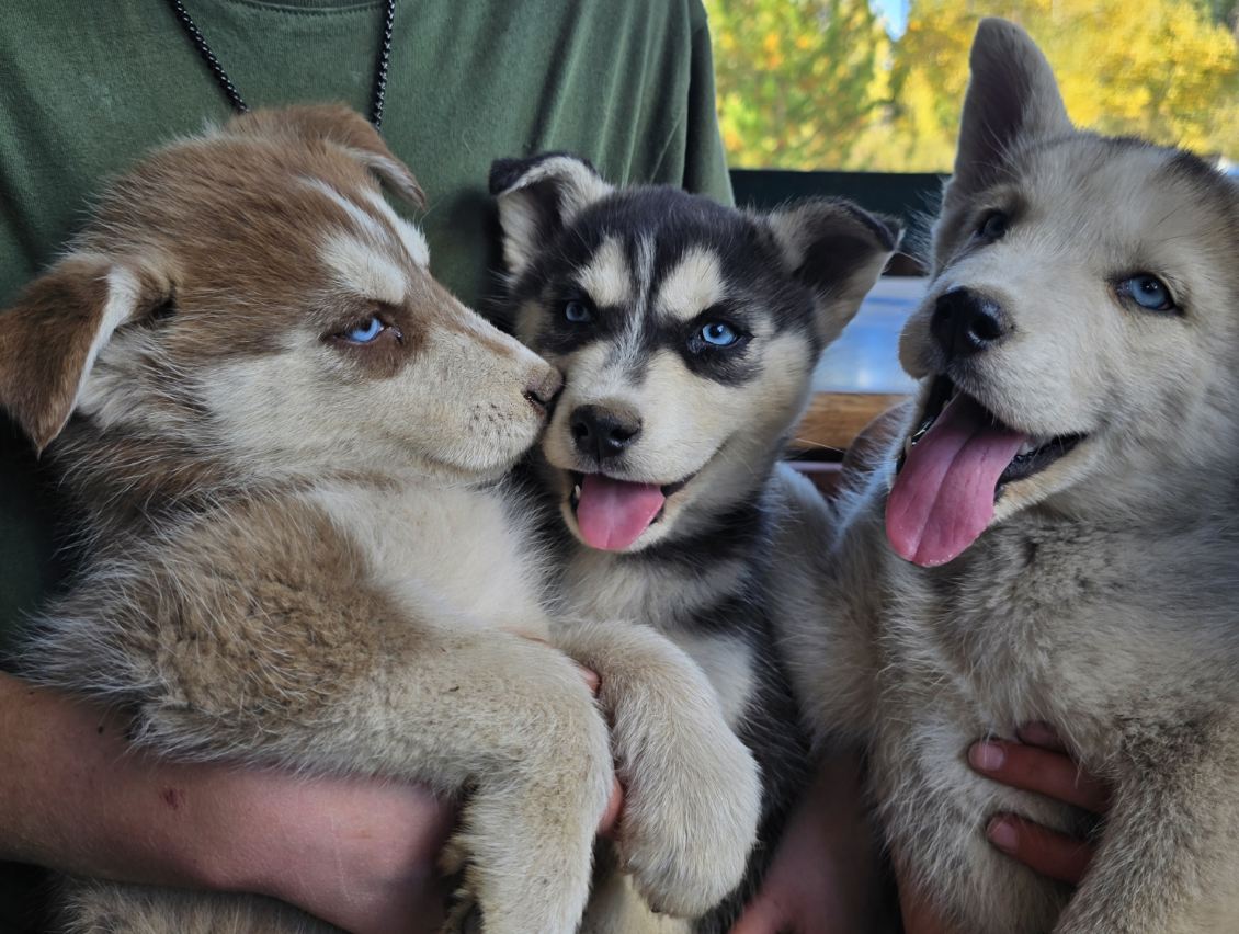 PUREBRED HUSKY PUPPIES 9 WEEKS OLD.