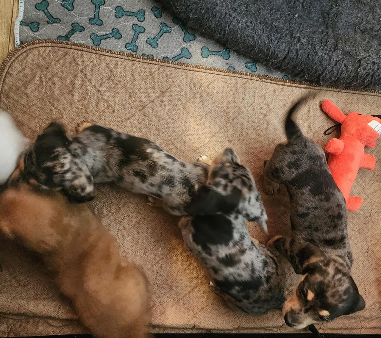 DAPPLE DACHSHUND & DACHSHORDOR PUPPIES