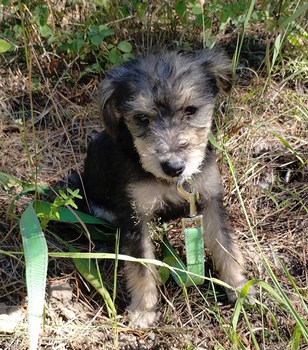 TWO 7 MONTH OLD CAIRN-YORKIE PUPPIES
