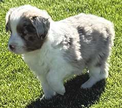 AKC REG. MINIATURE AMERICAN SHEPHERDS