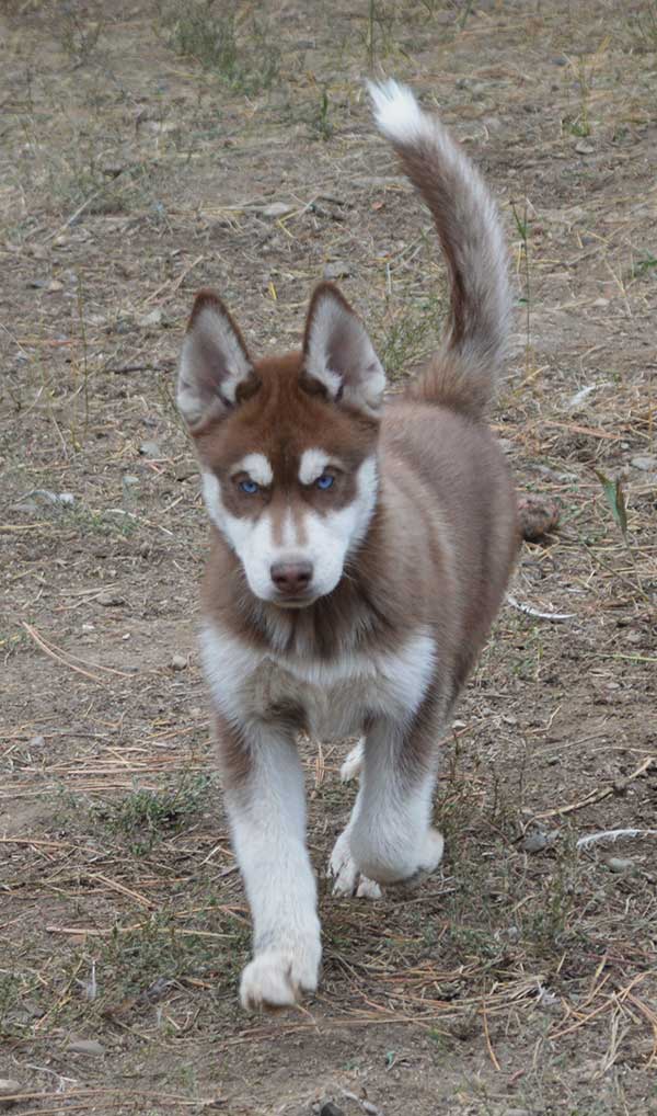 TWO BEAUTIFUL BLUE EYED SIBERIAN HUSKY FEMALE PUPPIES