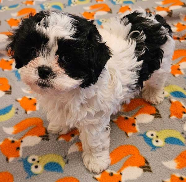 SHICHON PUPPIES