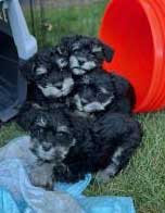 MINIATURE SCHNAUZER PUPPIES