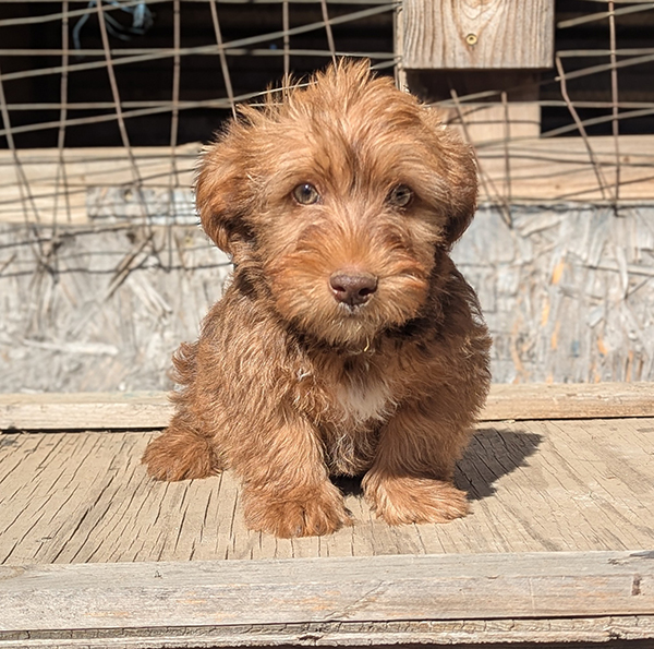 YORKIE MIX MALE PUPPY