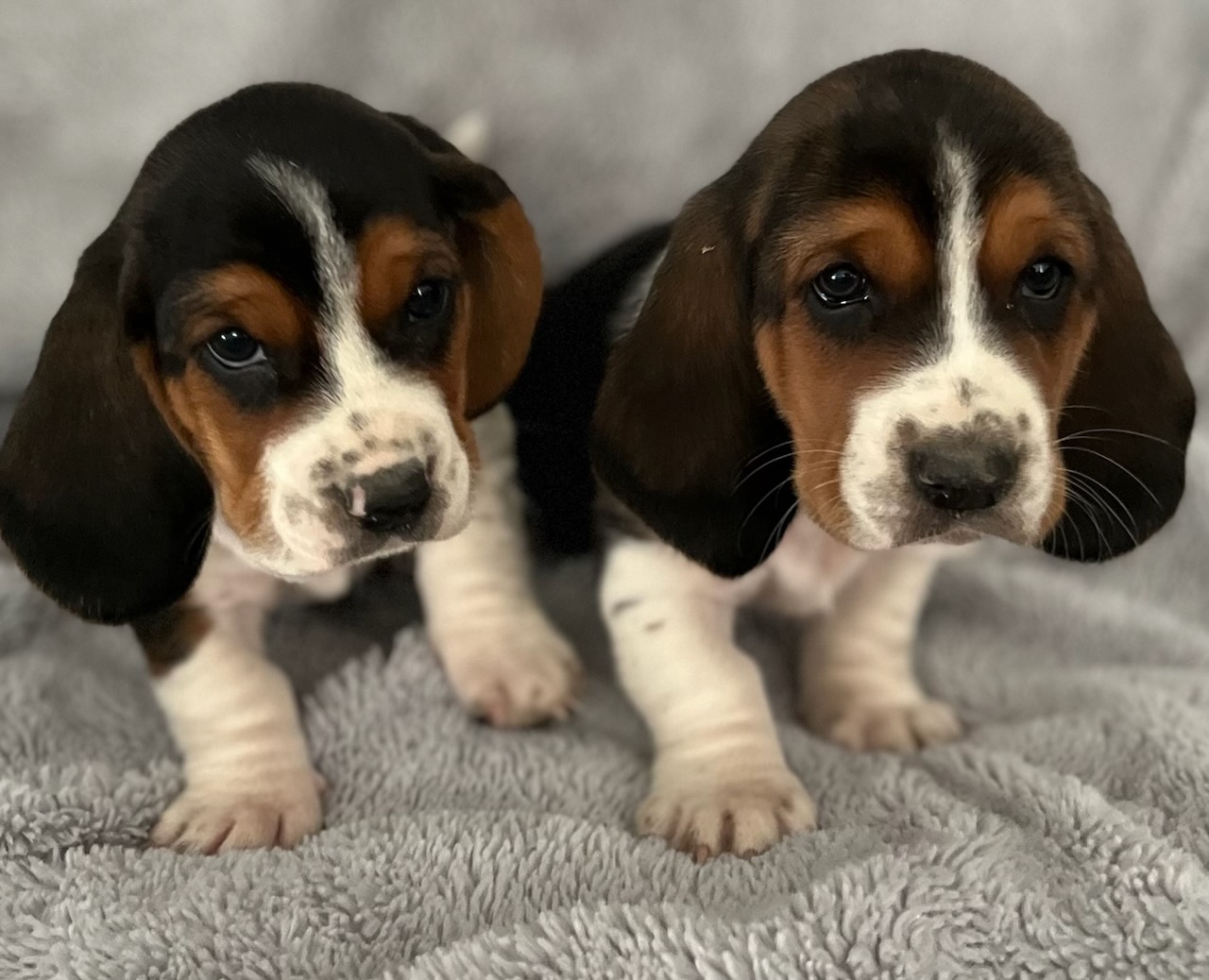 BASSET PUPPIES