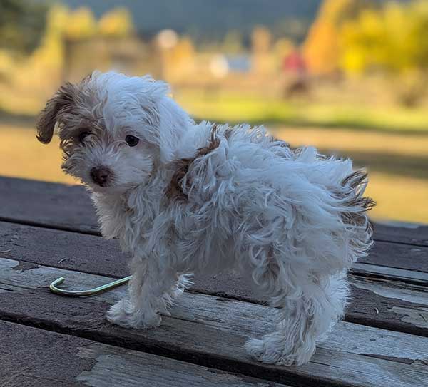 BEAUTIFUL YORKIE POO FEMALE LAST ONE LEFT