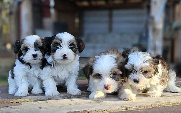 BEAUTIFUL CKC REG. PARTI COLORED YORKIES