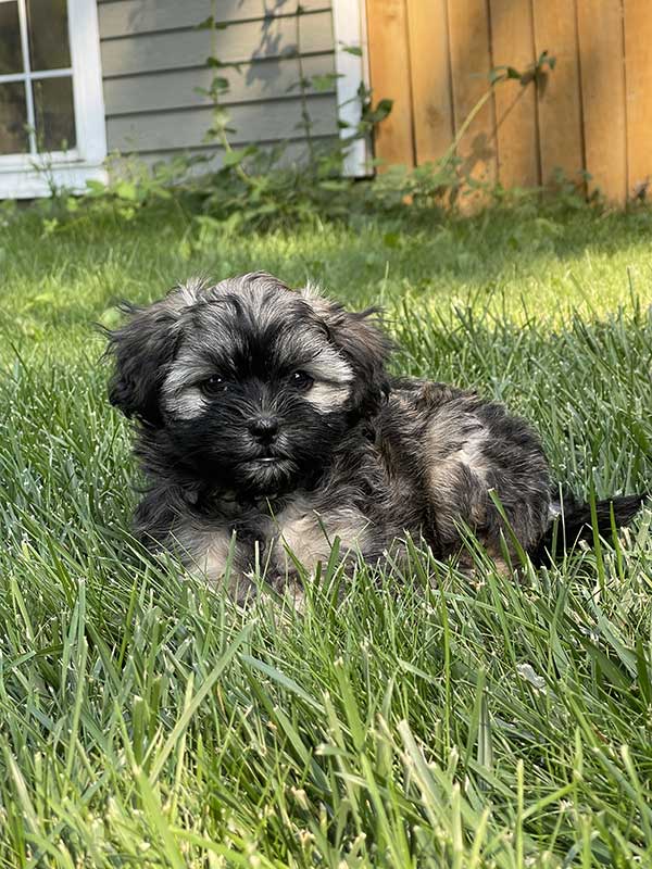 ADORABLE POODLE SHIH TZU FEMALE PUPPIES