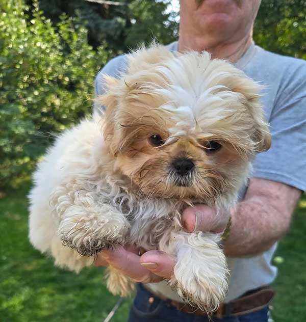SHIH TZU PUPPIES