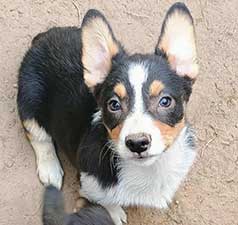 THREE ADORABLE AKC PEMBROKE WELSH CORGIS