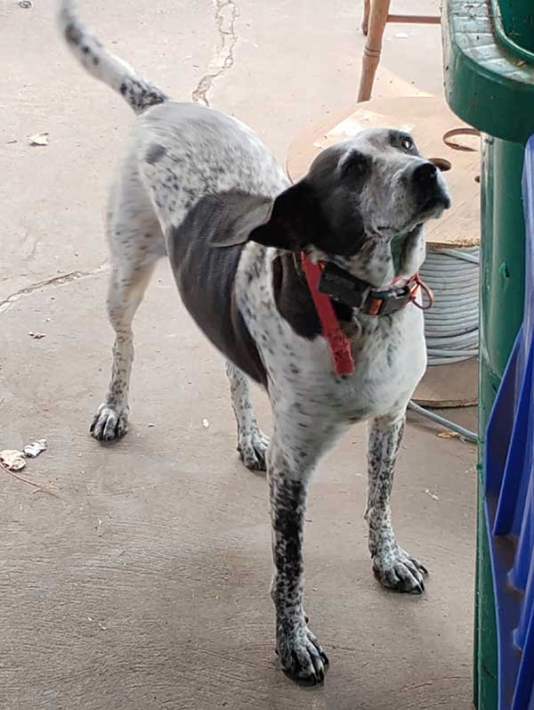 FEMALE BLUE TICK HOUND