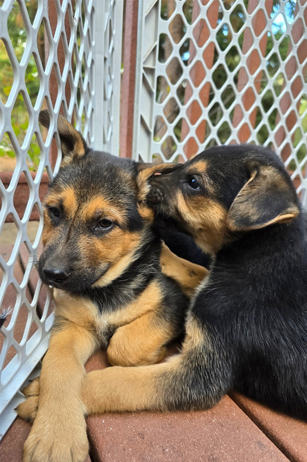 SEVEN SWEET PLAYFUL PUPPIES