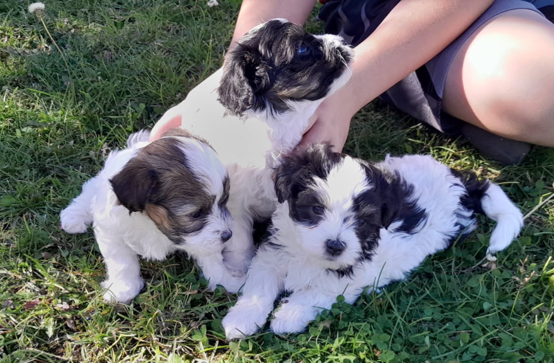 MALTESE/ HAVANESE MIX MALE PUPPIES