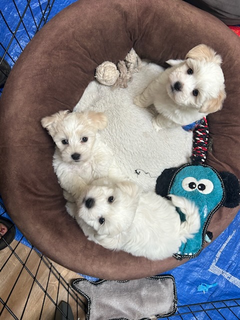 TWO LEFT COTON DE TULEAR