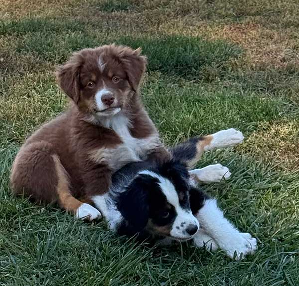 AKC MINI AMERICAN SHEPHERD PUPPIES