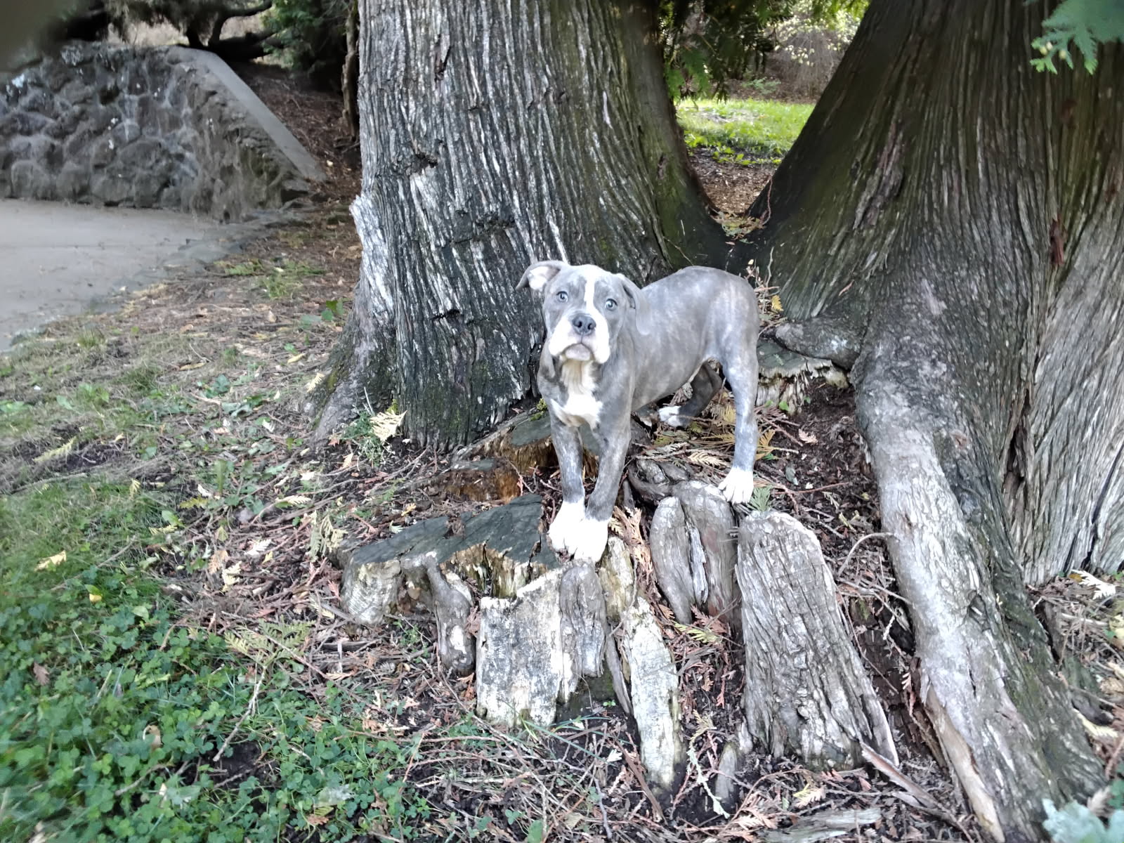 ONCE IN A LIFETIME LITTER