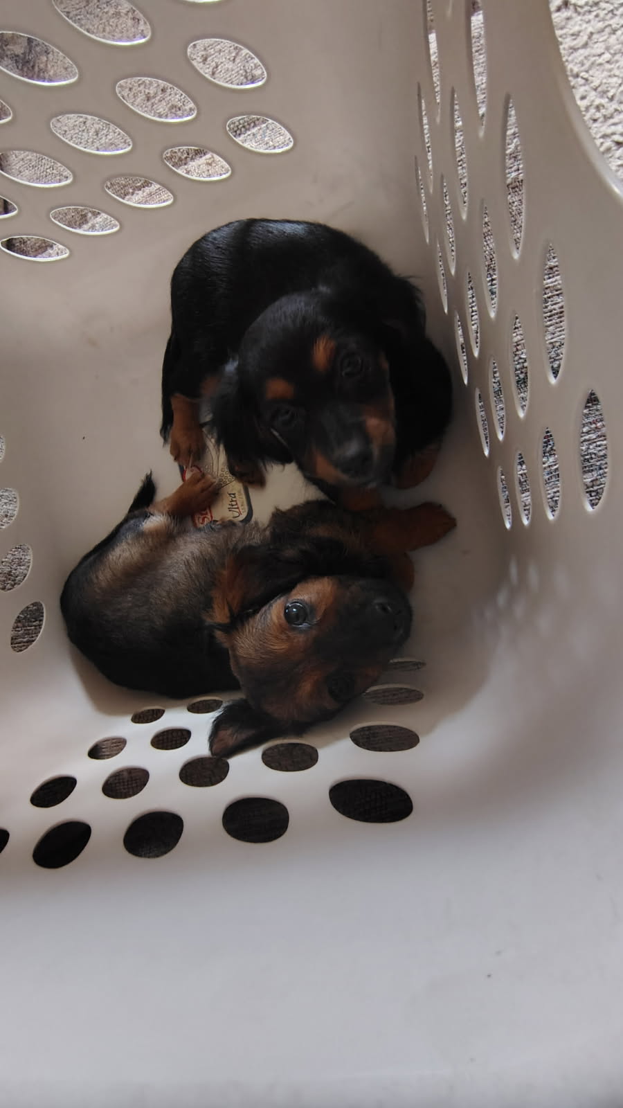 HEY TAKE A LOOK AT THESE SCOTTISH TERRIERS