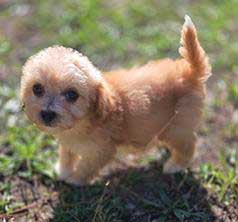 CAVAPOOS
