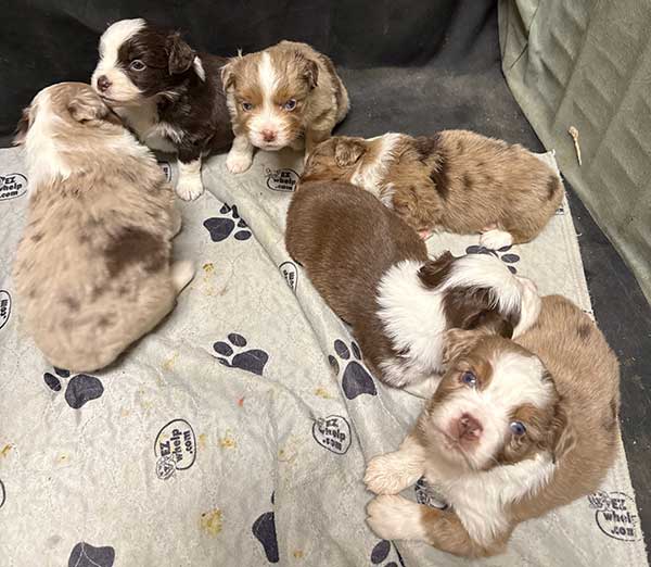 AKC REG. MINIATURE AMERICAN SHEPHERD PUPPIES