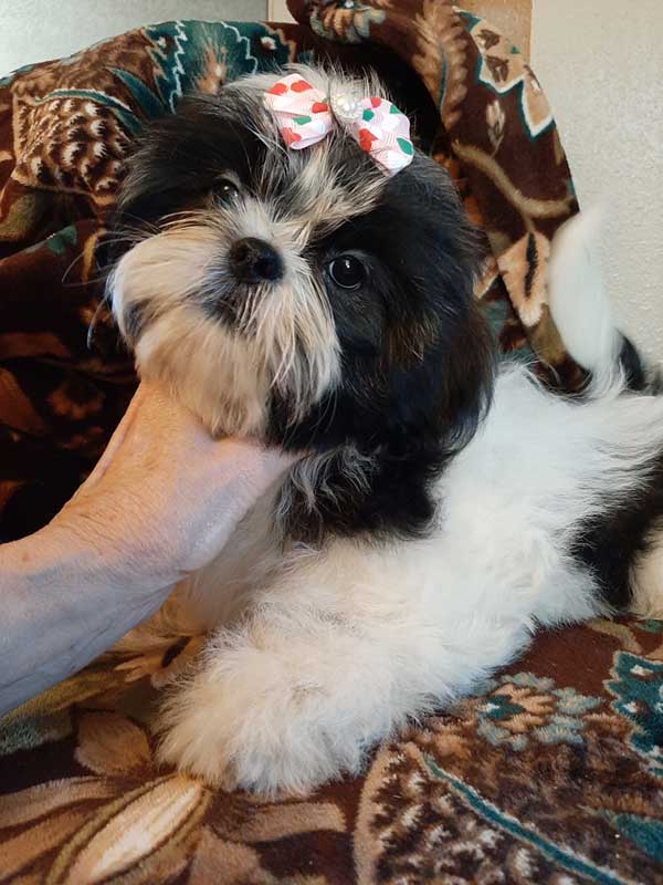ADORABLE AKC SHIH TZU PUPPY, FEMALES