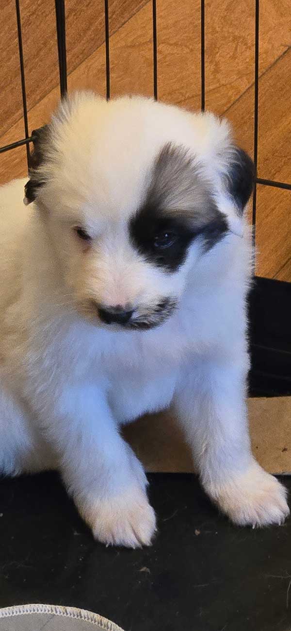 GREAT PYRENEES/ ANATOLIAN PUPPIES