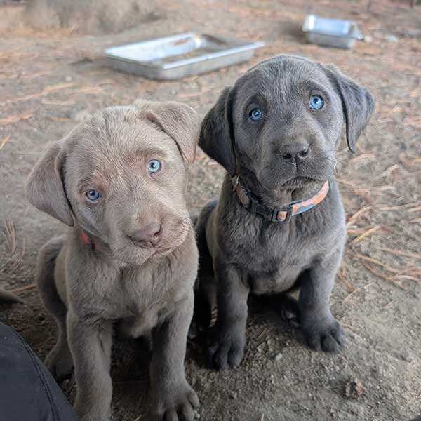 LABRADOR PUPPIES