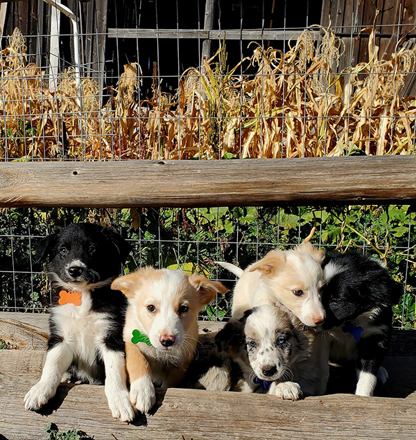 REGISTERED BORDER COLLIE PUPPIES